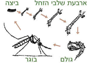 מחזור החיים של היתוש